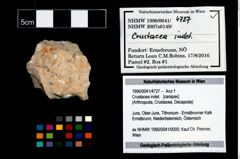 Foto (Objekt + Etikett) von Crustacea indet.  (NHMW-GEO-1990-0041-4727)